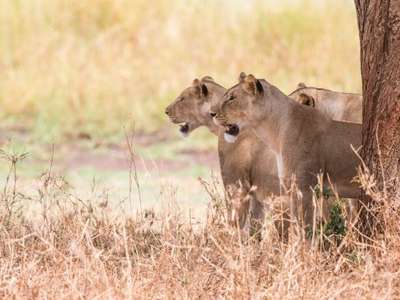 Tiere