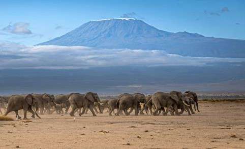 Amboseli Nationalpark in Kenia