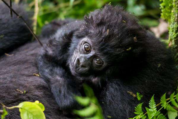 Gorilla im Bwindi Impenetrable Forest
