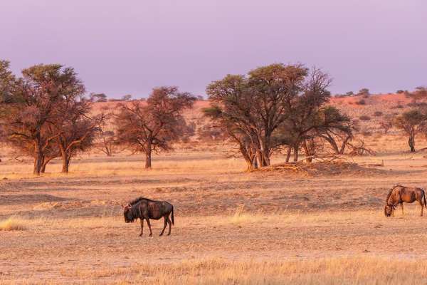 Weite Landschaft in der Central Kalahari