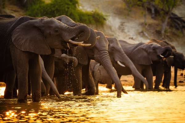 Elefanten am Chobe River