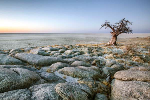 Baobabs im Nxai Pan Nationalpark