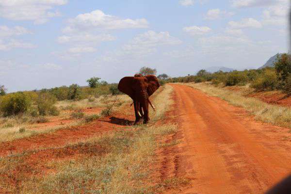 Elefant im Tsavo Ost Nationalpark