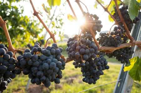 Weinberge in Stellenbosch