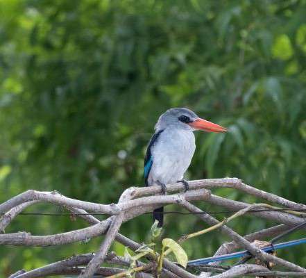 Kingfisher auf einem Ast