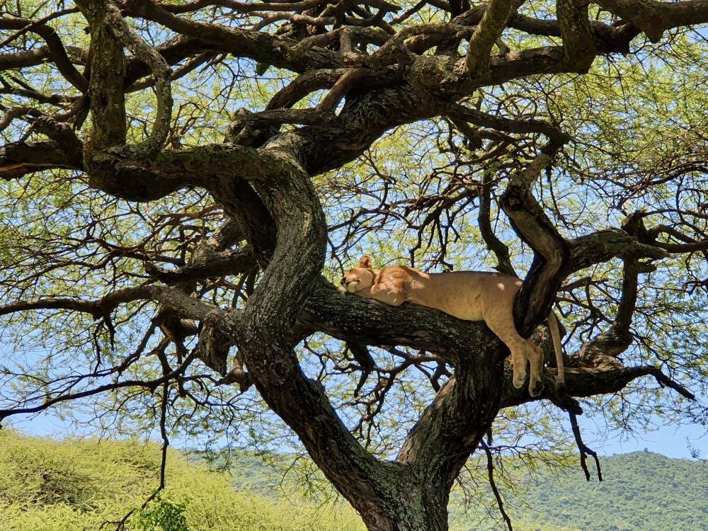 Ein Löwe schläft im Baum
