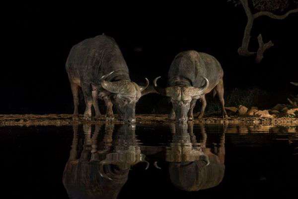 Pirschfahrt durch die Nacht