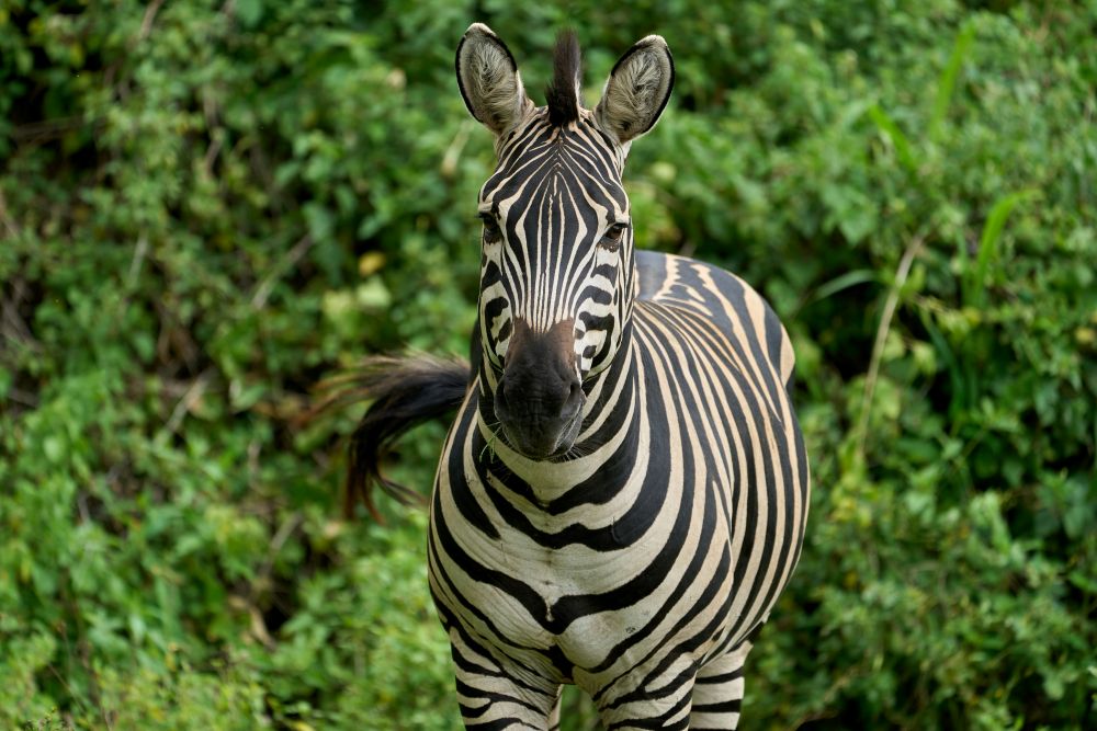Ein Zebra im Lake Manyara Nationalpark