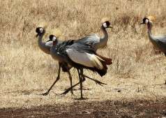 Vogelbeobachtung im Krater