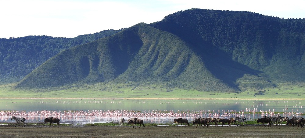 Zebras und Gnus versammeln sich am Kratersee
