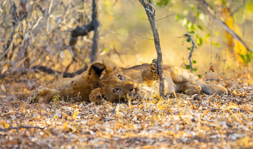 Baby Löwen im Nyerere Nationalpark