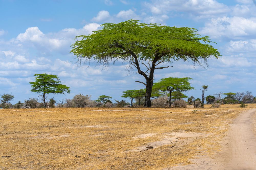 Landschaft des Nyerere Nationalparks