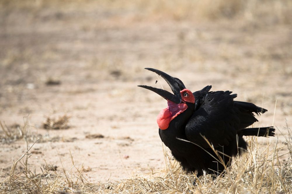 Grosse Vogelvielfalt in Ruaha