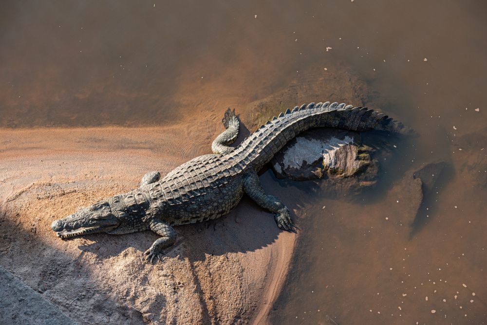 Krokodil im Ruaha-Fluss
