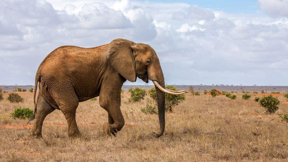 Elefant im Ruaha Nationalpark