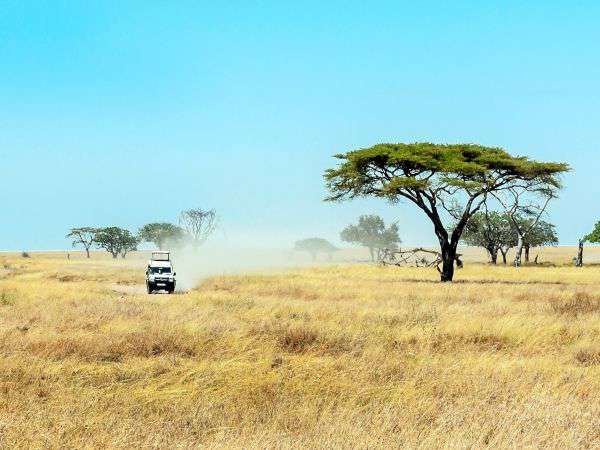 Pirschfahrt im Ruaha Nationalpark