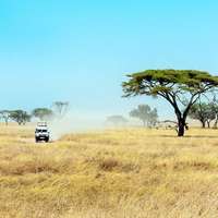 Pirschfahrt im Ruaha Nationalpark