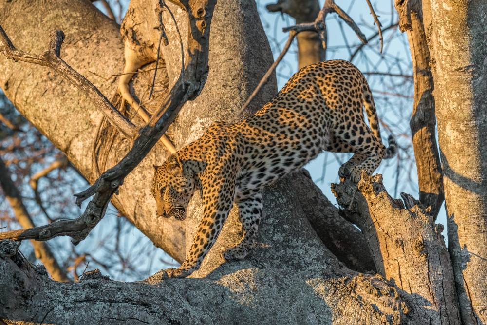 Leopard auf einem Baum im Ruaha Nationalpark