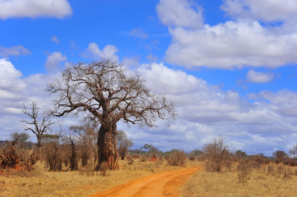 Der berühmte Baobab-Baum