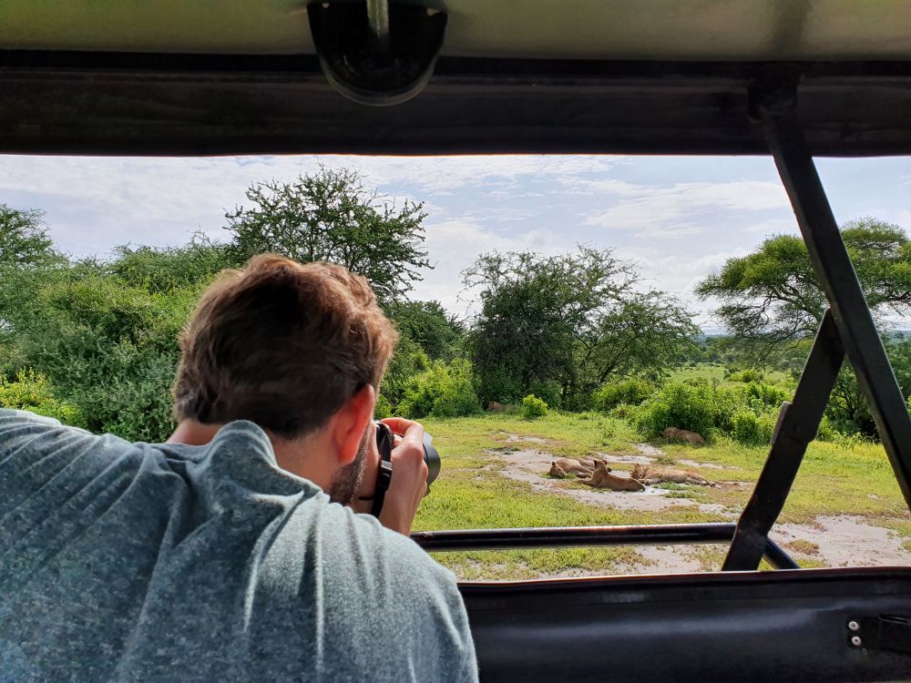 Löwen aus dem Auto fotografieren