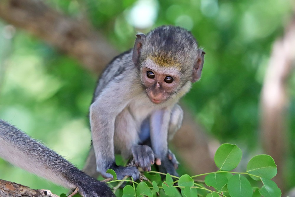 Baby-Affe im Tarangire Nationalpark
