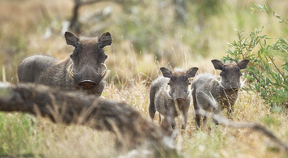Warzenschwein im Nationalpark