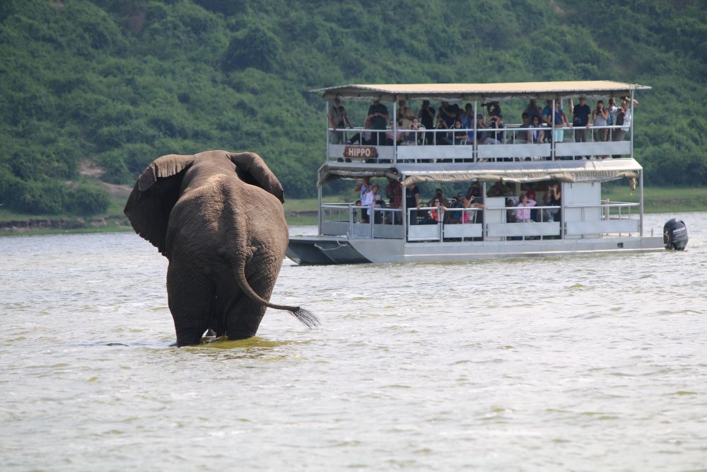 Boat safari on the Nile