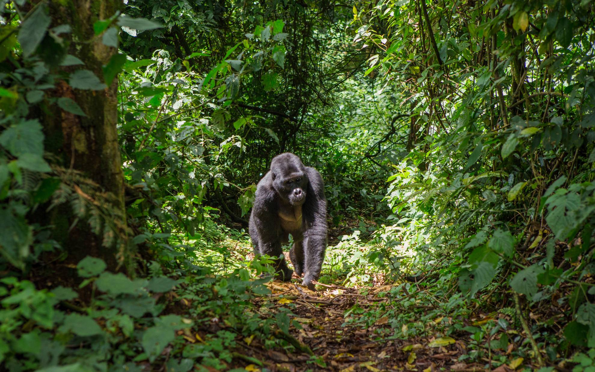 Gorilla in Bwindi Impenetrable Forest