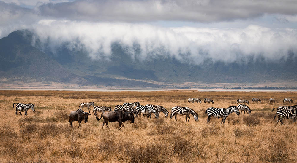 Zebra und Gnu im Ngorongoro Krater