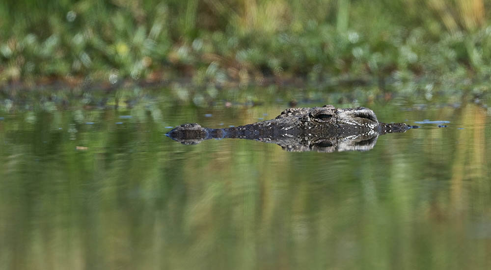 Krokodil in Tansania