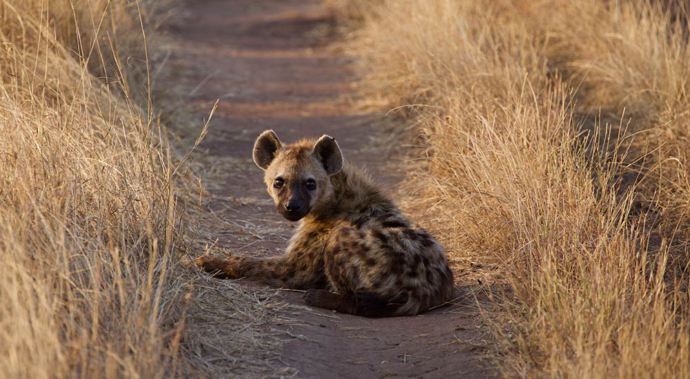 Hyäne in Tansania