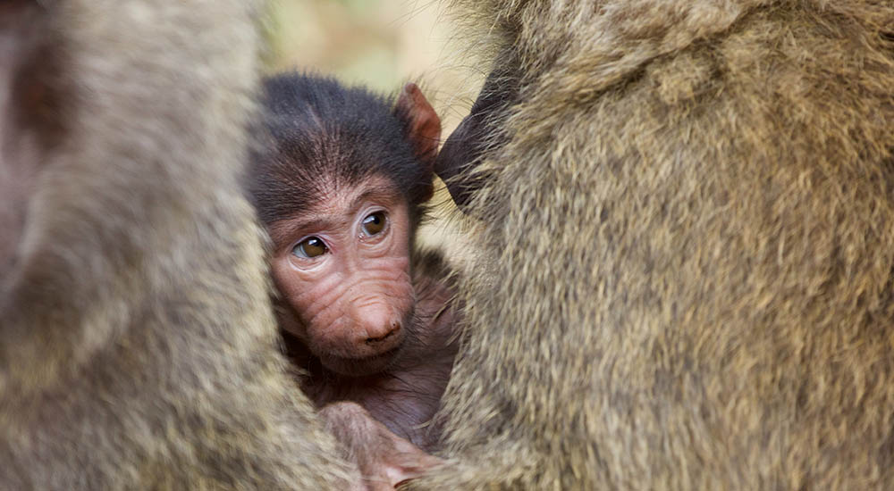 Affen Baby in der Serengeti